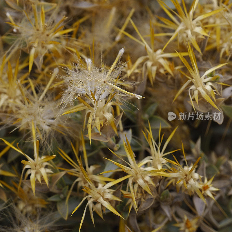 在智利圣地亚哥附近的安第斯山麓的Hierba Blanca花